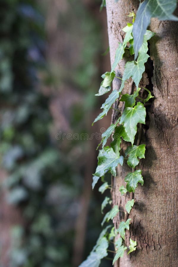 Green Vine Stock Photos and Pictures - 812,999 Images