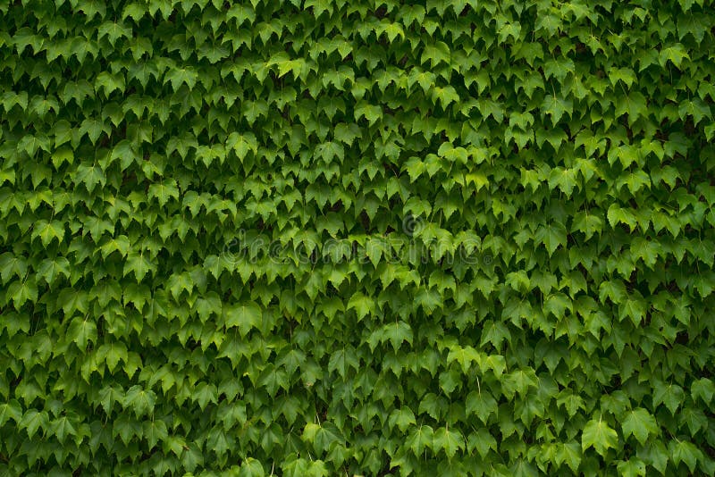 Green Vine Leaf Background stock photo. Image of natural 28784412