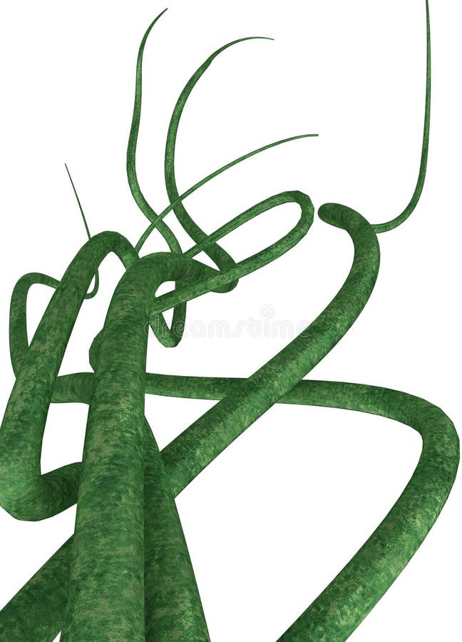 Green Vines stock illustration. Illustration of rendering - 5123366