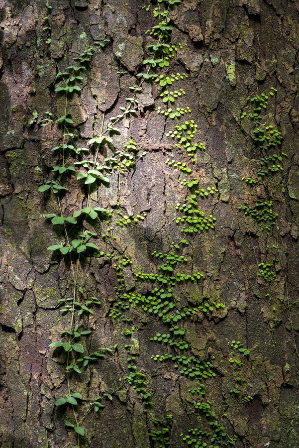 Green Vines As Background Texture Stock Image Image of bark, tree