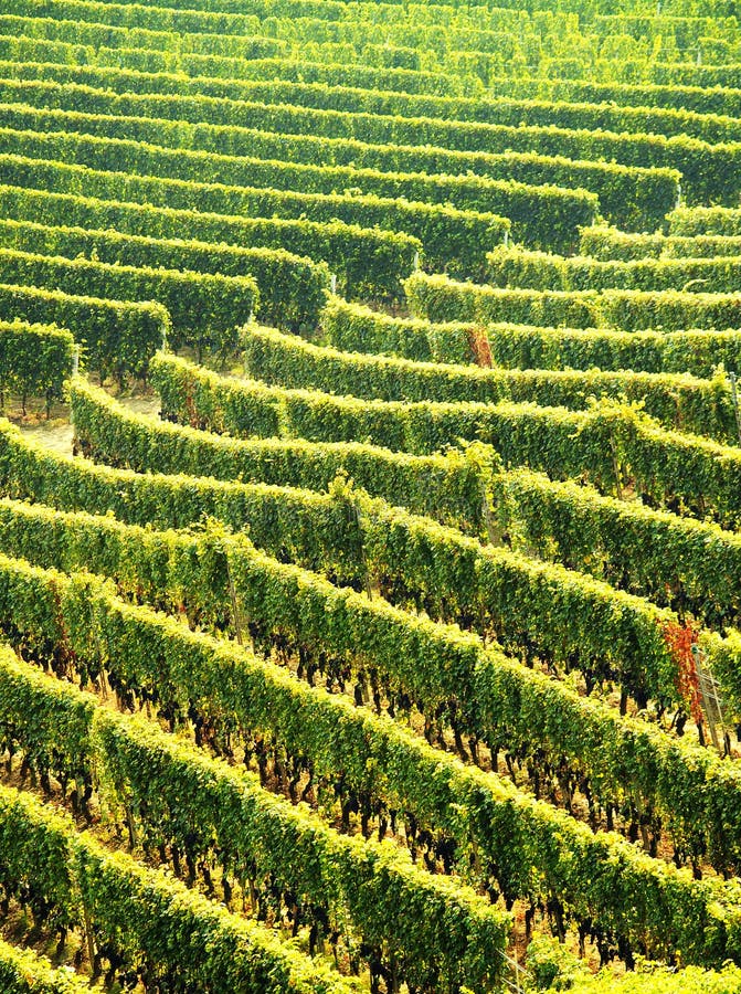 Green vineyards