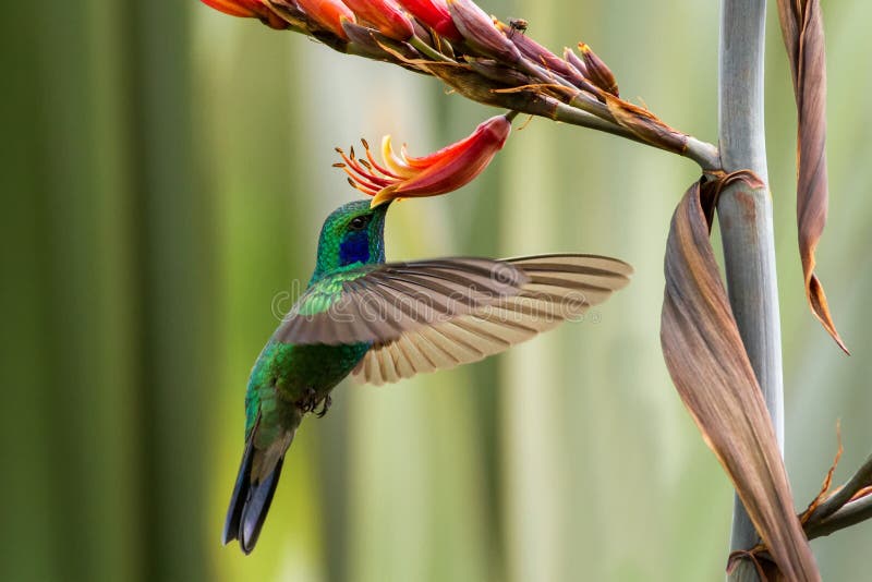 Green violet-ear hovering next to red and yellow flower, bird in flight, mountain tropical forest, Mexico, garden