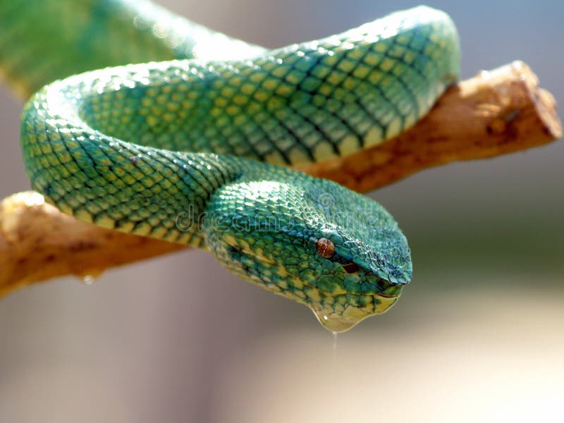 Atheris chlorechis, West-African Bush Viper, Thor Hakonsen