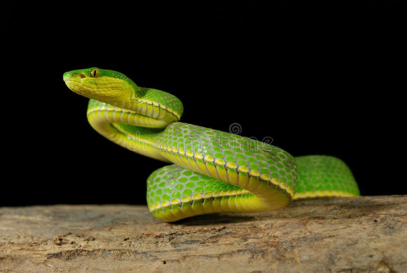 Legless Army — exotic-venom: (Atheris chlorechis) western bush