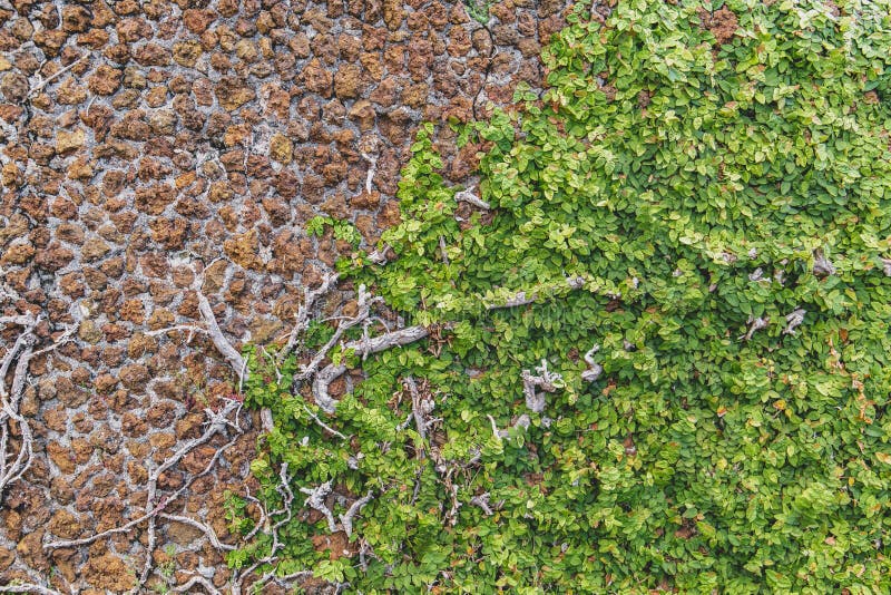 The green wall stock photo. Image of wall, gardens, climbing 119701616
