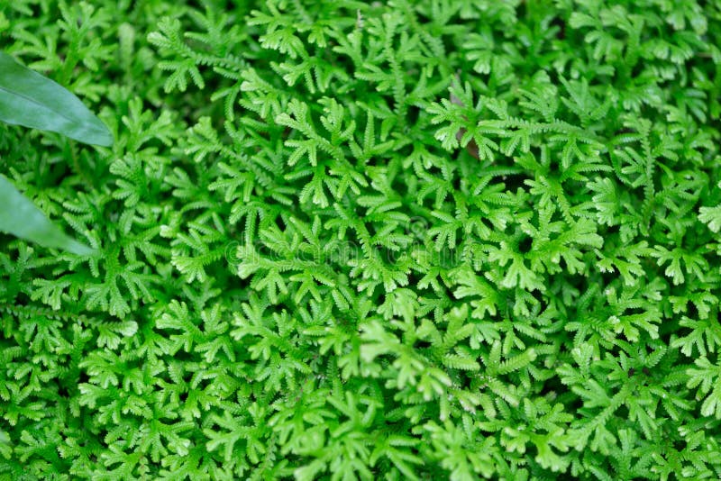 Green wall from fresh  green leaf