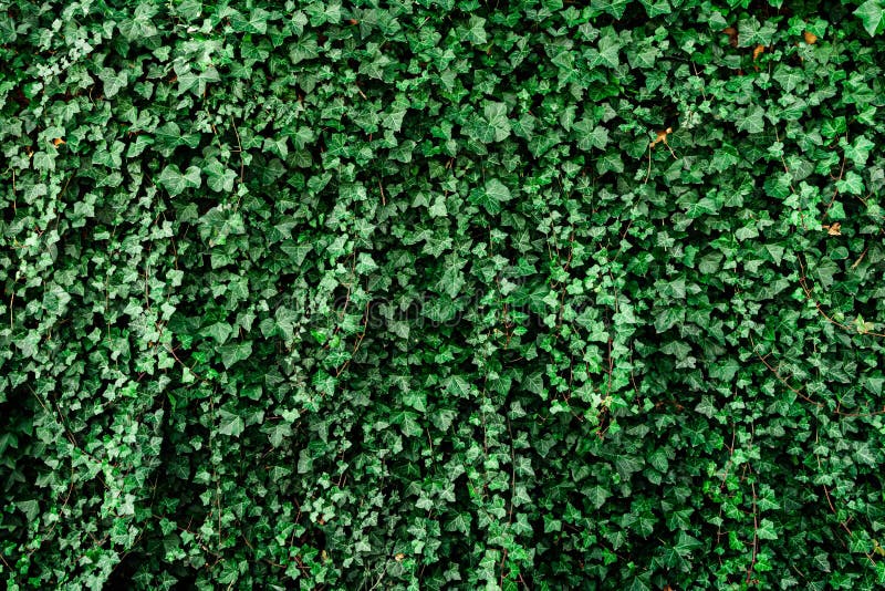 Green Wall with Green Leaves, Ecological Background, Wallpaper Stock
