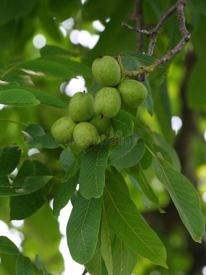 Green walnut royalty free stock image