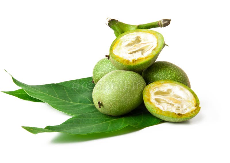 Green walnut royalty free stock photography