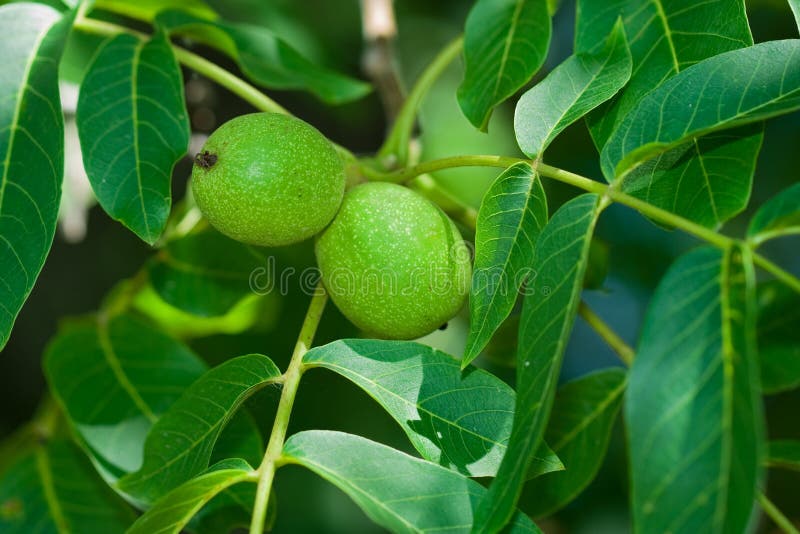 Green walnut royalty free stock image