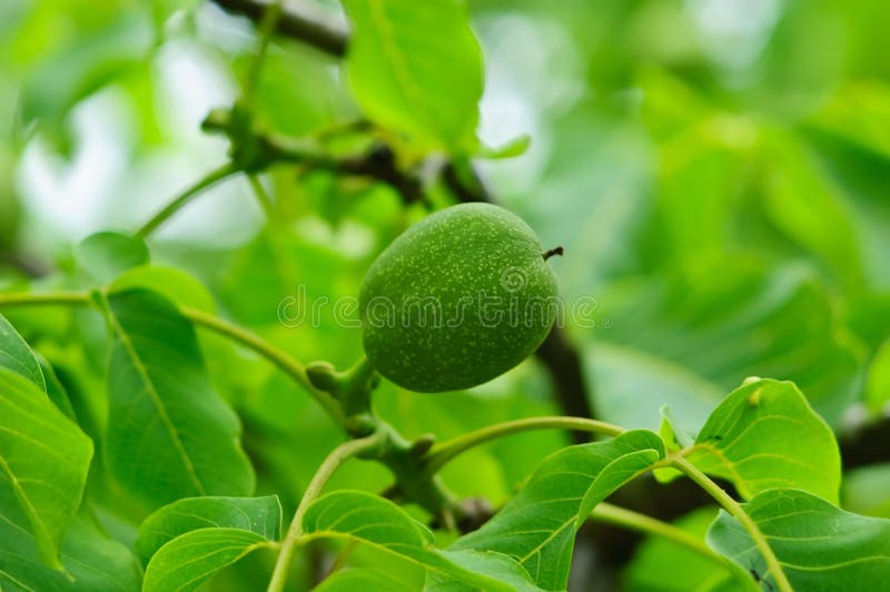 Green walnut royalty free stock images