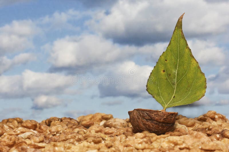 Green walnut boat royalty free stock image