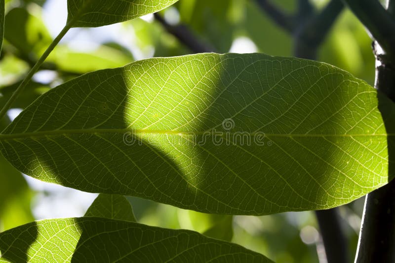Green walnut foliage illuminated by sunlight royalty free stock photography