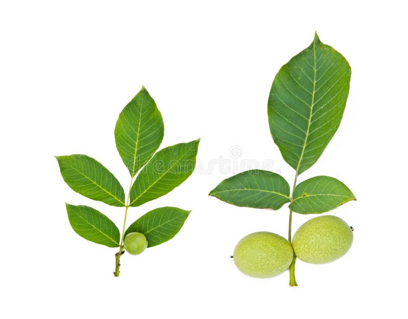 Green walnut fruit with leaf stock image
