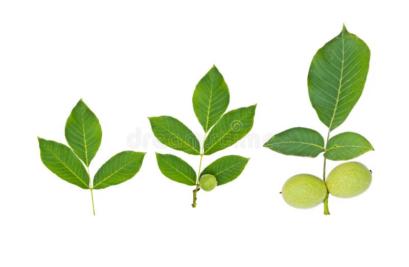 Green walnut fruit with leaf stock image