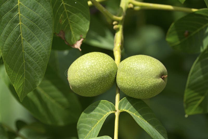 Green walnut fruit royalty free stock photos