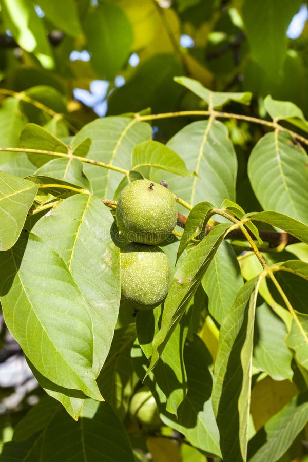 Green walnut stock image