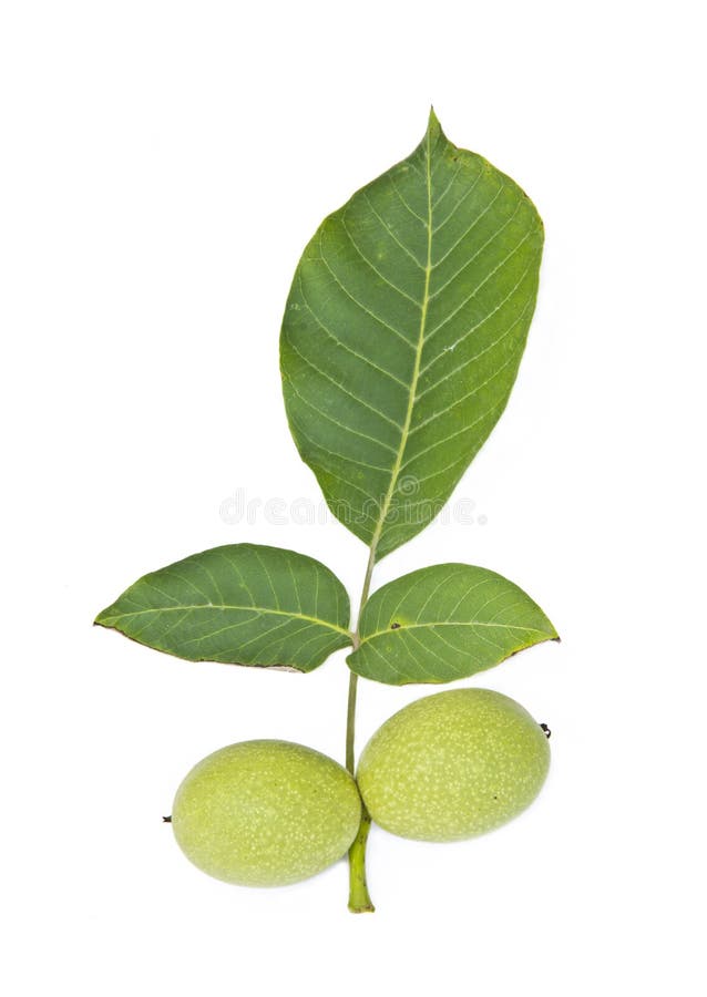 Green walnut with leaf stock photo