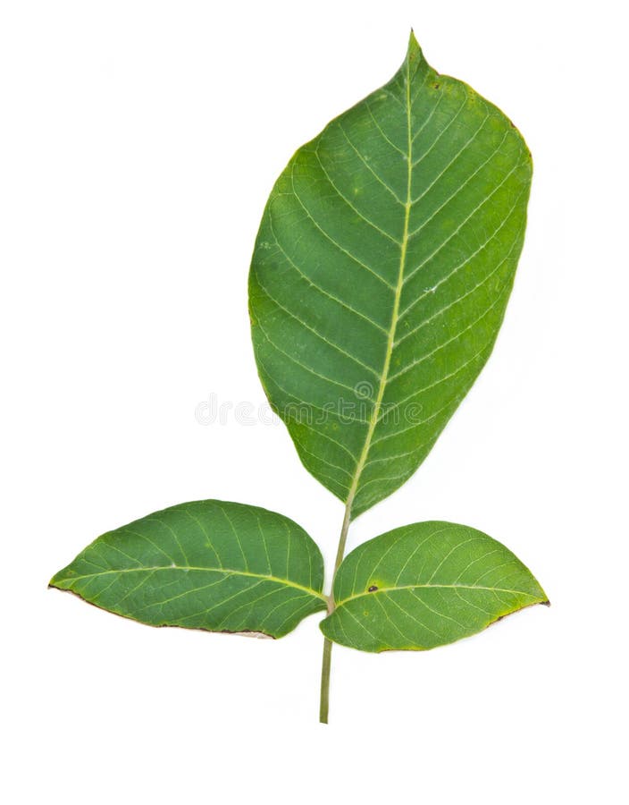 Green walnut leaf royalty free stock image