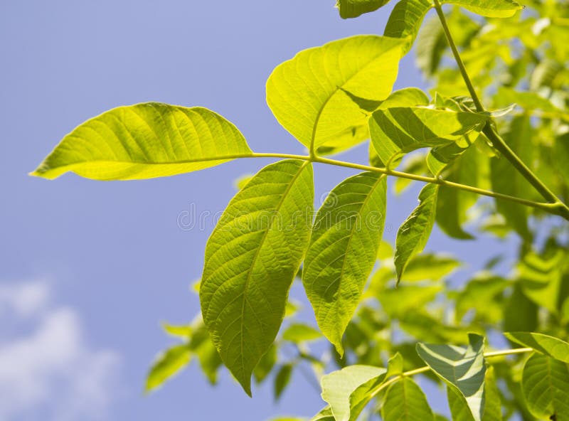 Green walnut leaf royalty free stock photos