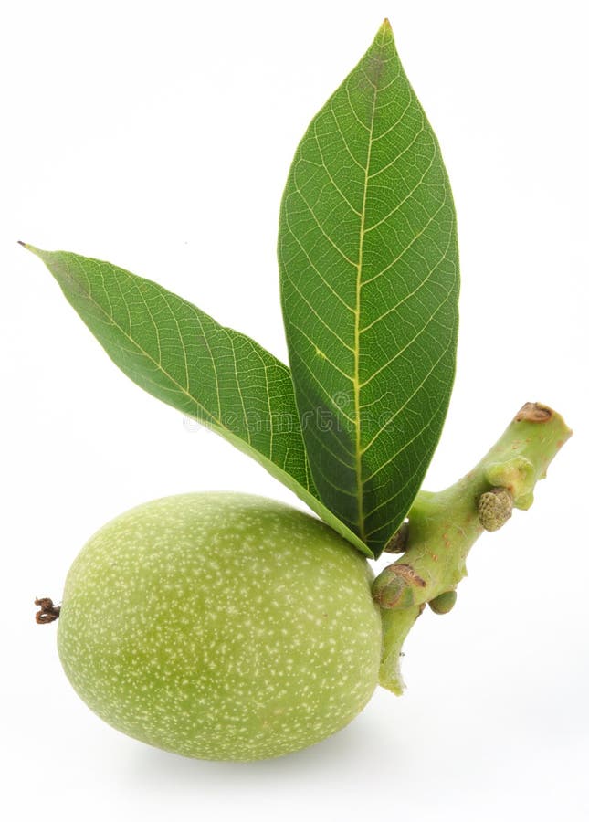Green walnut with leaves. royalty free stock photos