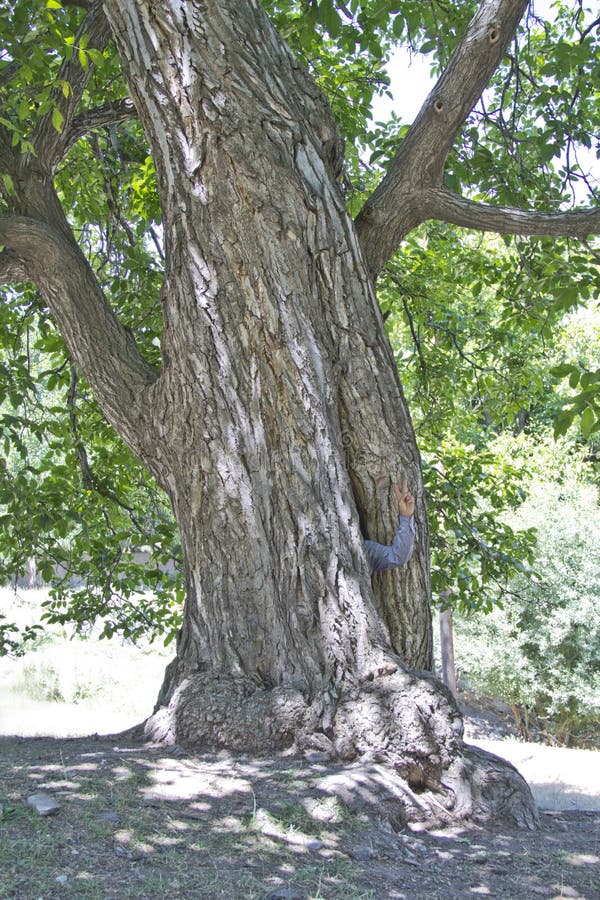 Green walnut Old tree in forest behinding someone in it stock image