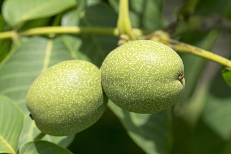 Green walnut fruit royalty free stock images