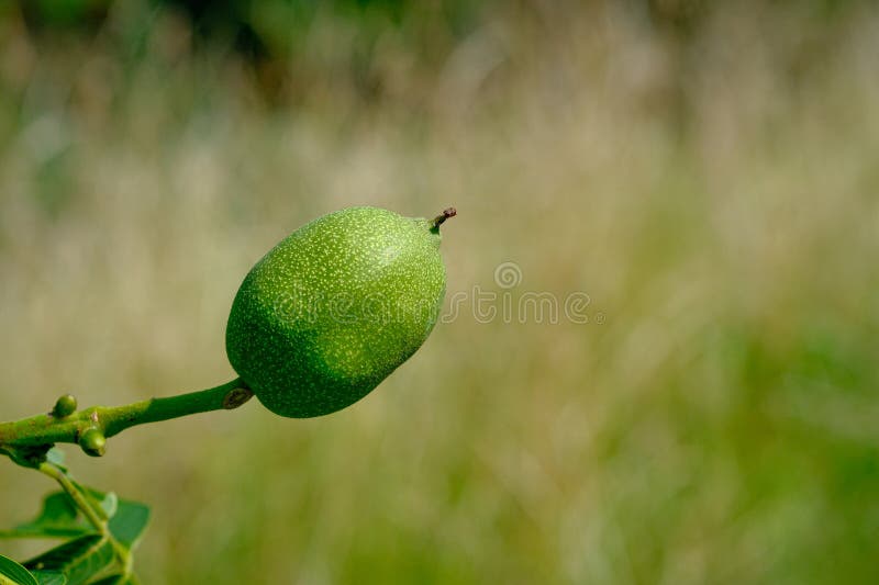Green walnut at a tree branch close-up royalty free stock image