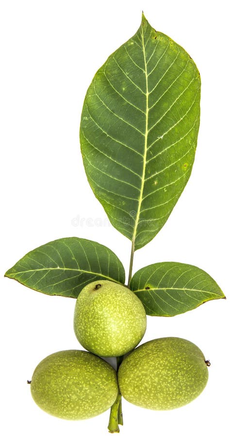 Green walnut stock photography