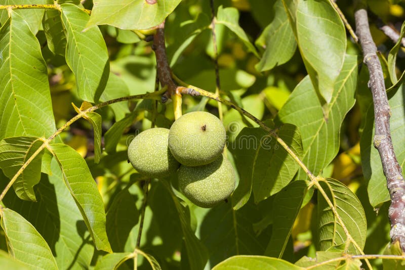 Green walnut royalty free stock image