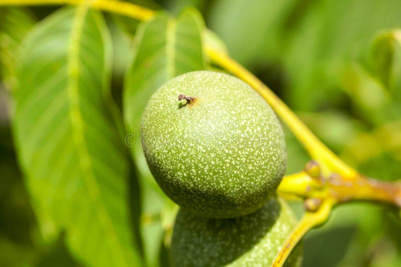 walnut and green
