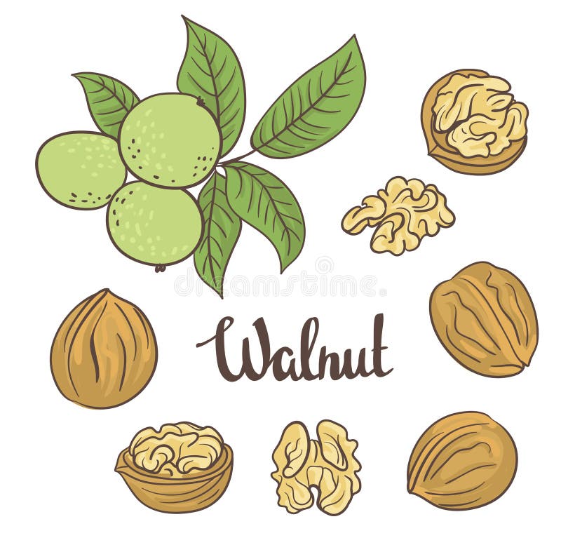 Walnuts stock vector. Illustration of baking, seed, close 7156385