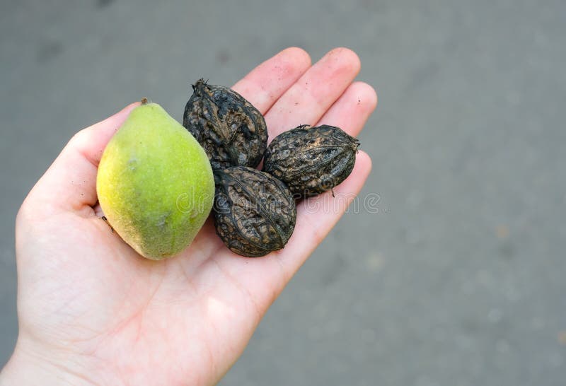 Green walnuts in a green shell and peeled from it in a female hand. Close up view. stock photos Green walnuts in a green shell and peeled from it in a female hand. Close up view. stock photos