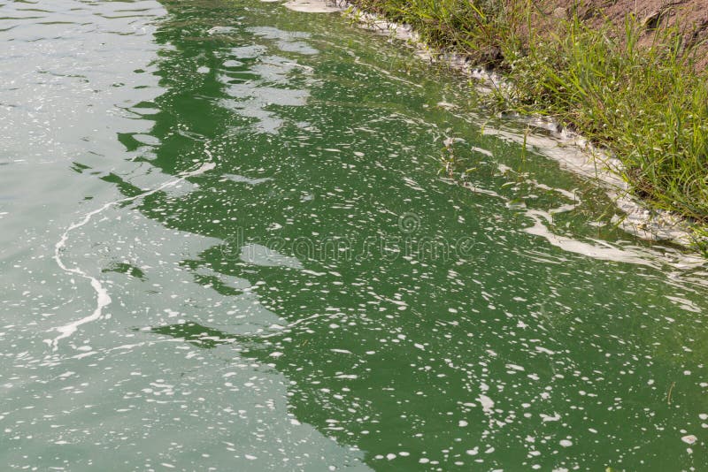 Green Waste Water in a Pond with White Bubbles Stock Photo Image of