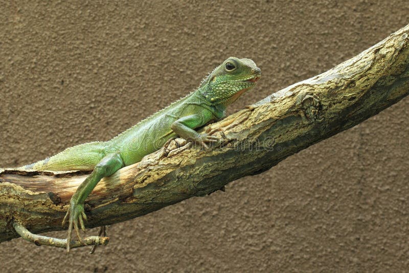 Green water dragon stock image. Image of thai, physignathus 27354737