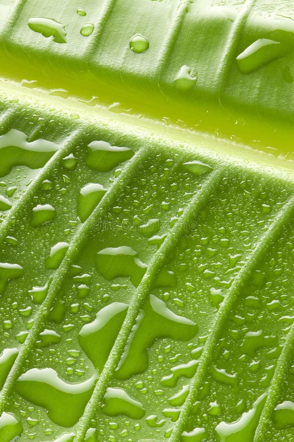 Green Water Drops Leaf Background