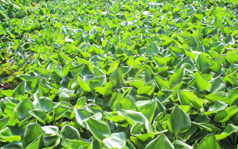 Green Water Hyacinths Floating Plants on River Stock Image Image of
