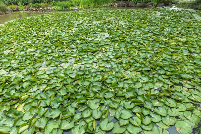 Green Water Lilies on a Large Garden Pond Stock Photo Image of pond