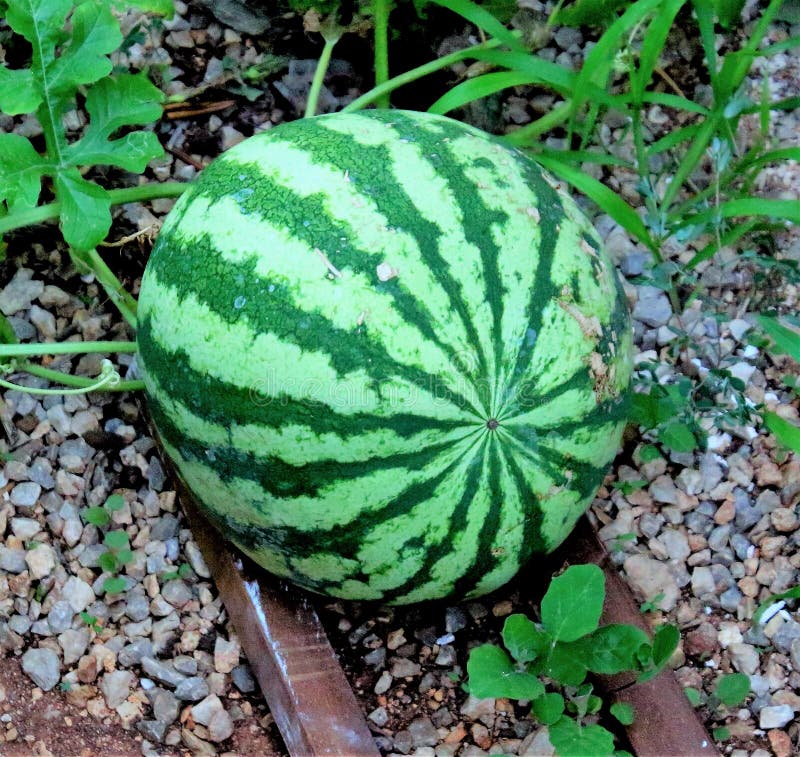 Green Watermelon in the Garden Stock Image Image of freshly, pasta 153444491