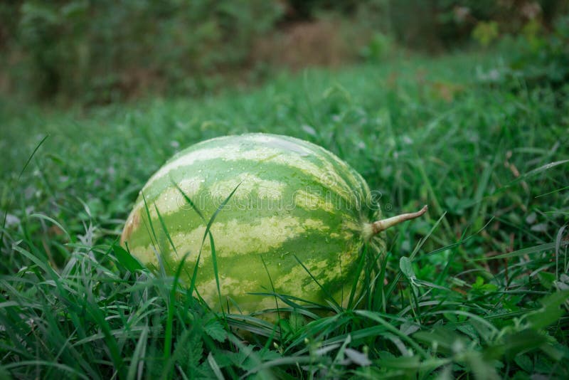 Green Watermelon on Grass or Growing Watermelon in Garden. Stock Photo Image of background