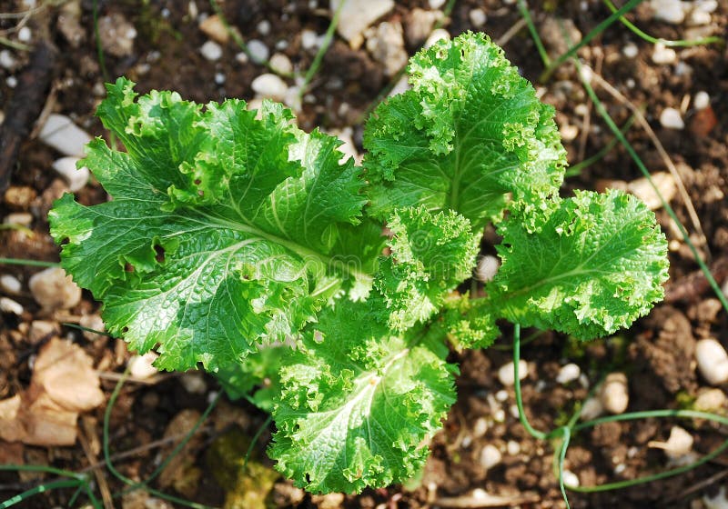 Green Wave Plant stock images