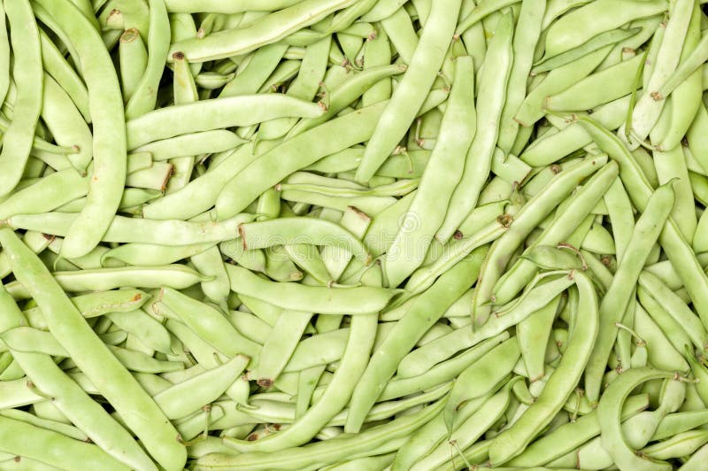 Green wax beans stock photo. Image of harvest, long 123799256