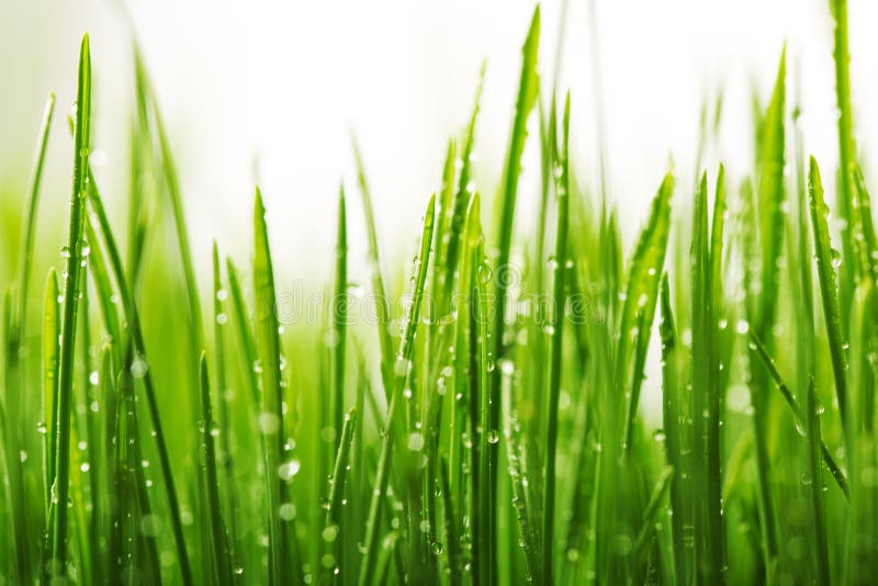 https://thumbs.dreamstime.com/b/green-wet-grass-dew-blades-shallow-dof-36594638.jpg