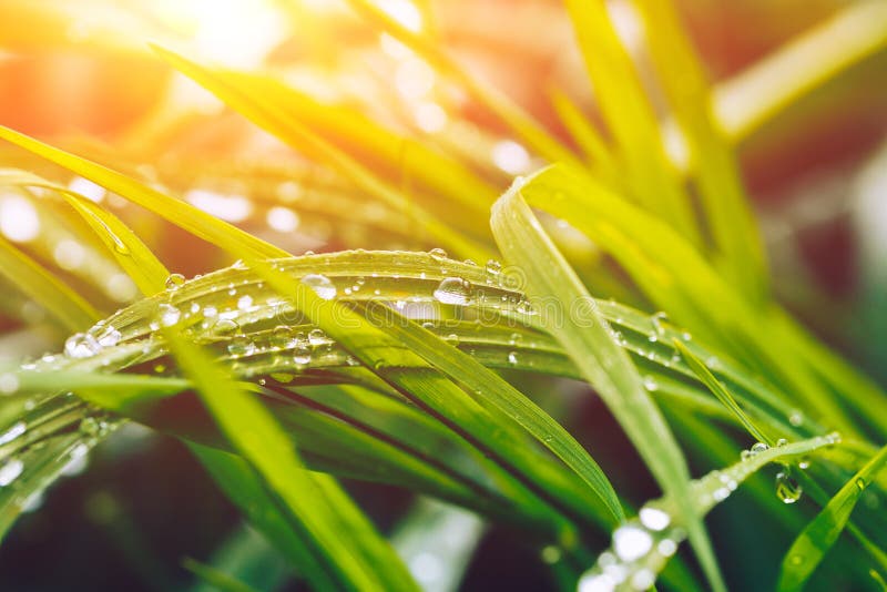 Green Wet Grass in Sun Rays, Closeup Stock Image Image of save, rays