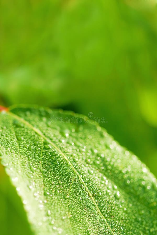 Green wet leaf background royalty free stock image