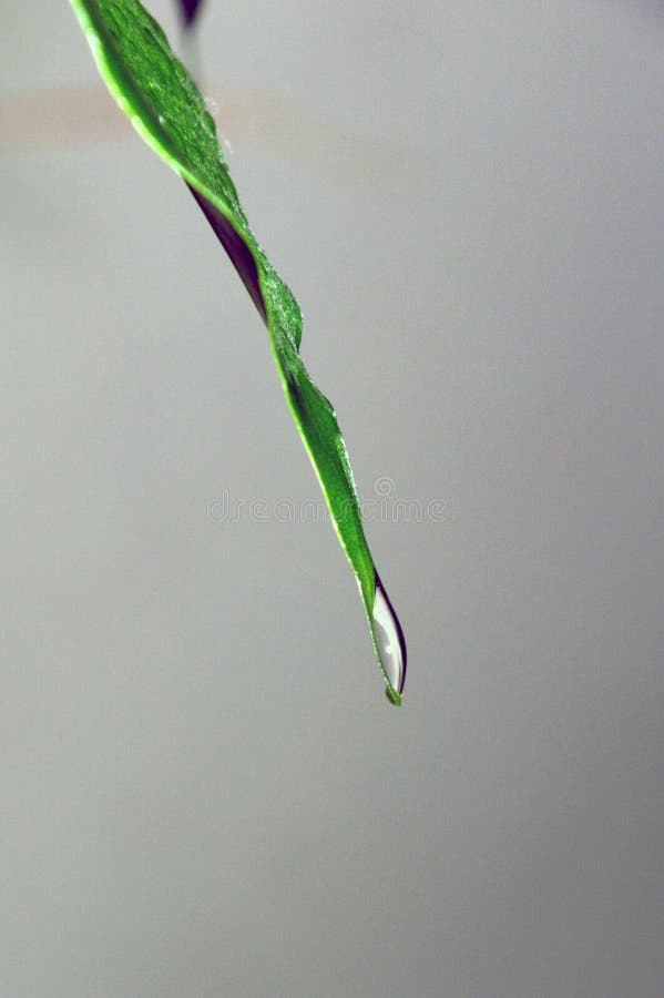 Green wet leafs with drops of water