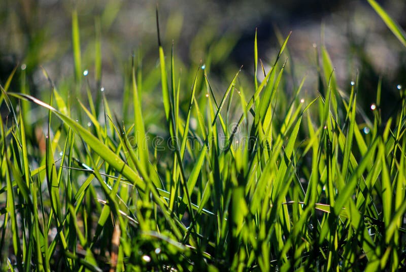 Green Wet Morning Grass with Dew on a Blades. Stock Photo Image of