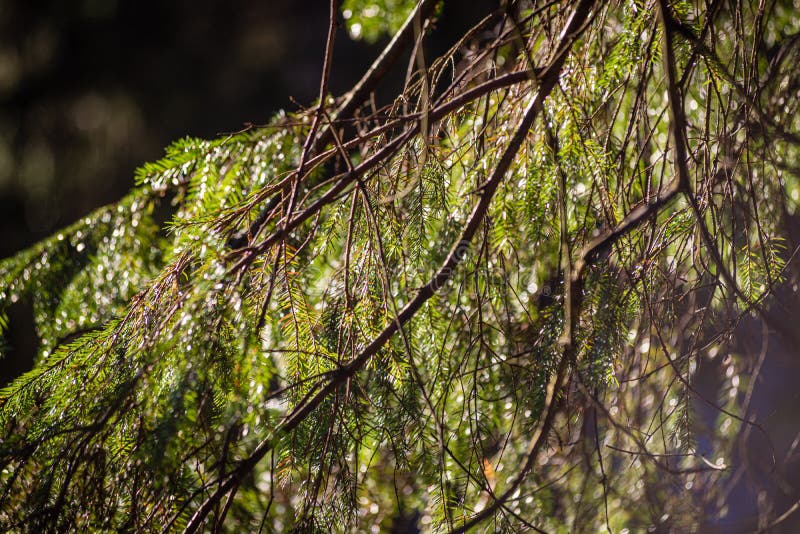 Green Wet Spruce Tree Branches in Nature with Blur Background Stock Image -  Image of green, background: 150052305