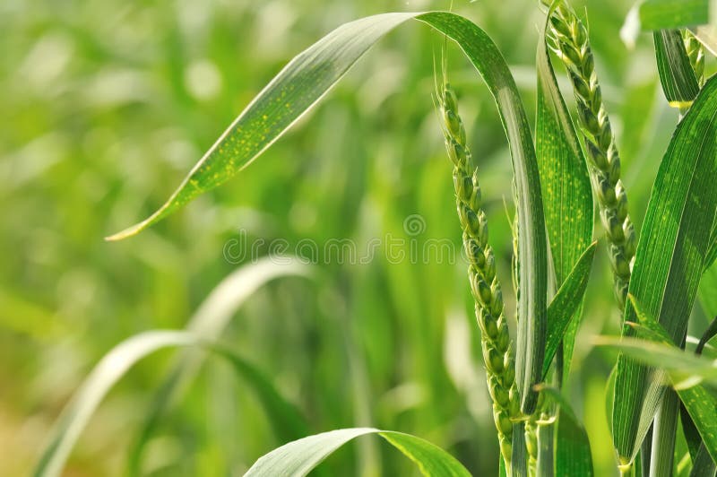 Green wheat