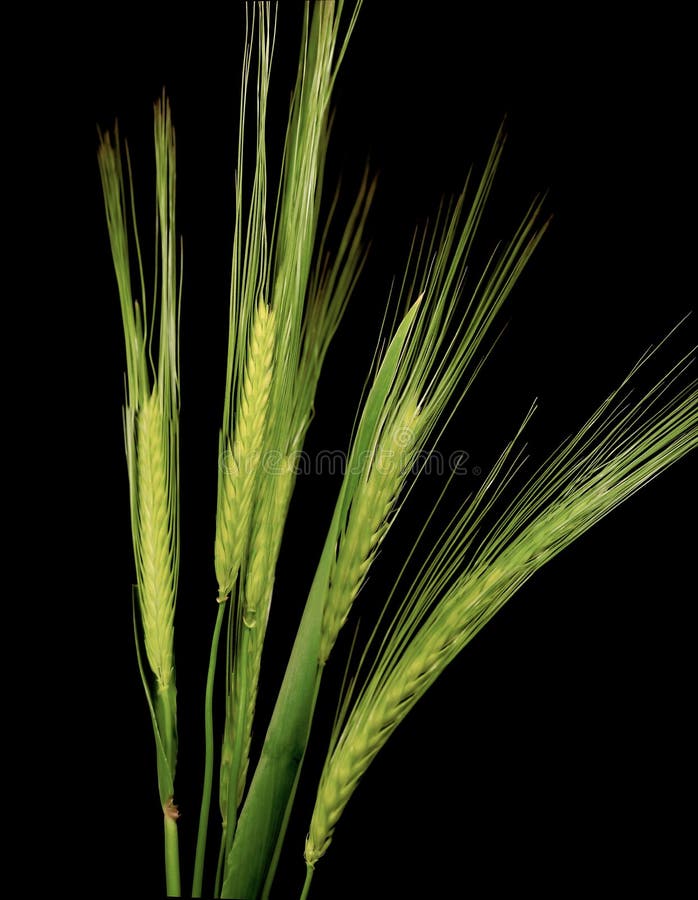 Green wheat